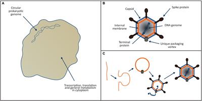 Eukaryogenesis: The Rise of an Emergent Superorganism